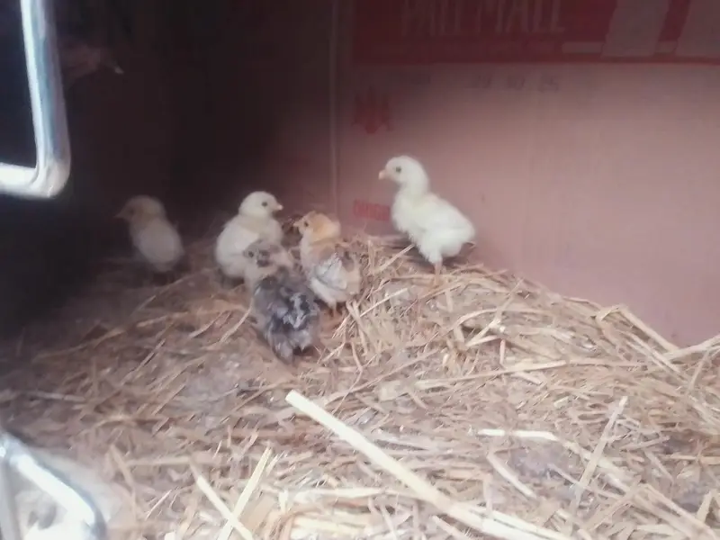 aseel chicks age 26 march  2026 birth date — photo 3