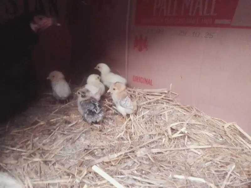 aseel chicks age 26 march  2026 birth date — photo 4