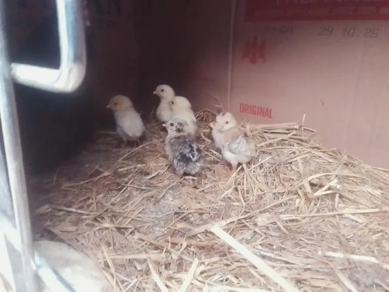 aseel chicks age 26 march  2026 birth date — photo 5