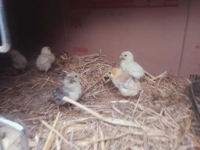 aseel chicks age 26 march  2026 birth date — photo 6