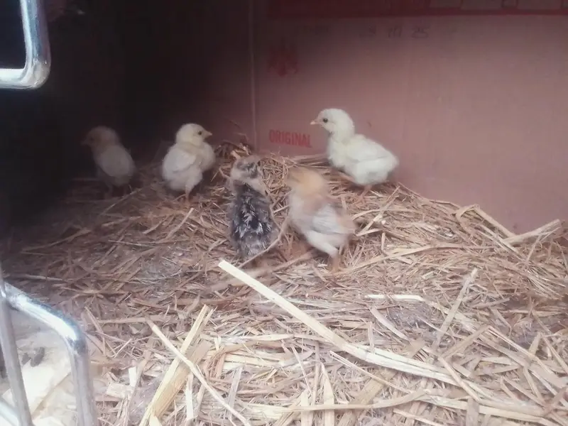 aseel chicks age 26 march  2026 birth date — photo 7