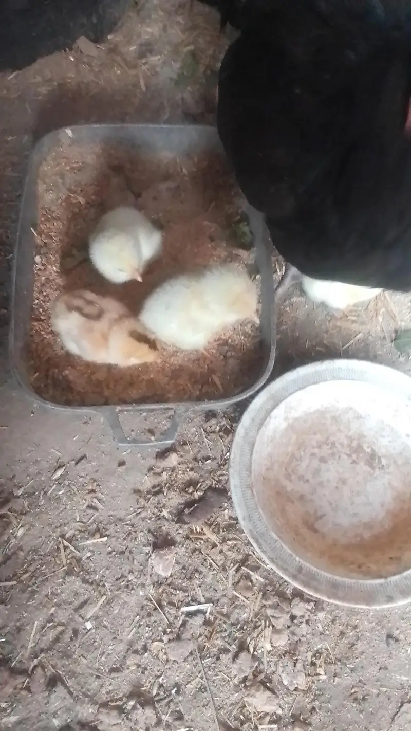 aseel chicks age 26 march  2026 birth date — photo 10