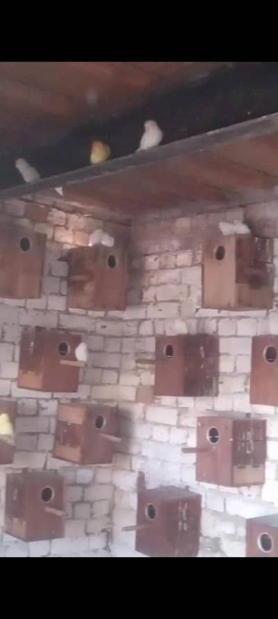 love bird breedar pair avilabal