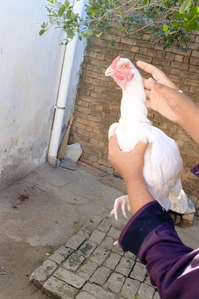 2 Heera aseel breeder male and 1 Heera male heat par nahi aaya