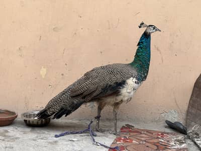 Young indien peacock for sale