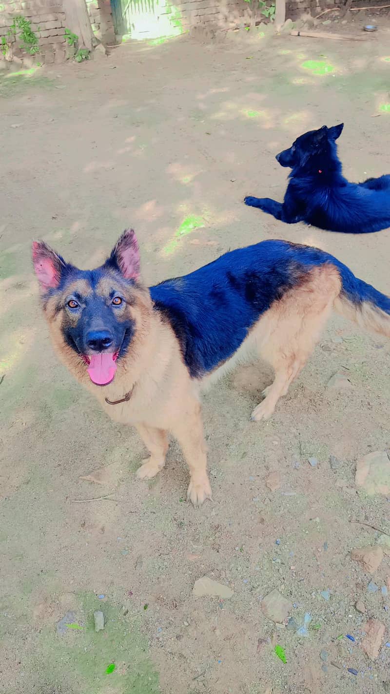 German shepherd 2