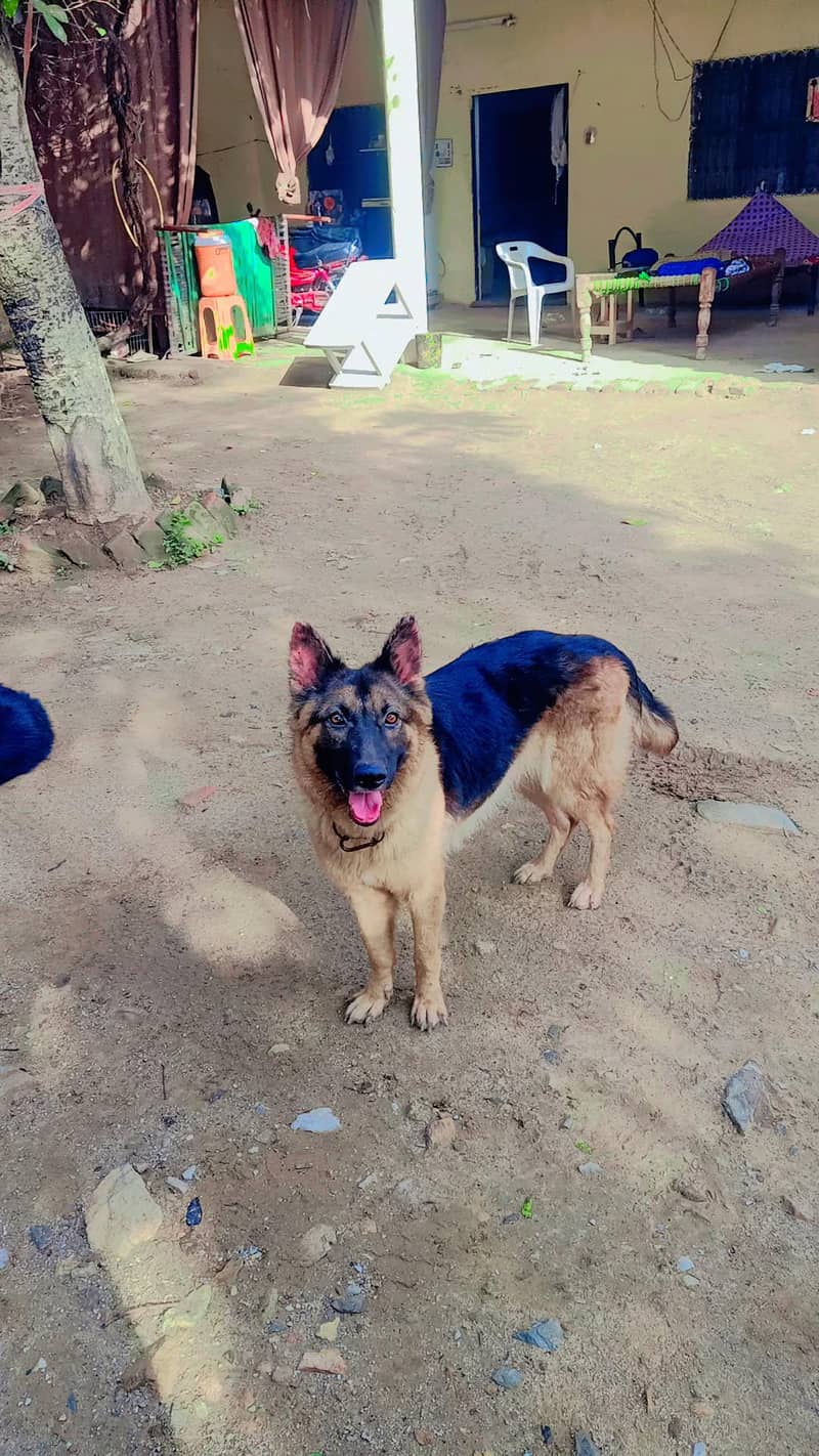 German shepherd 3