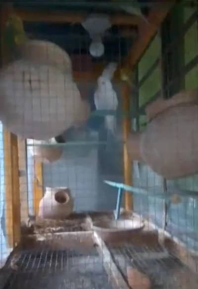 Red Eyes Australian parrot with cage and Frenches with cage