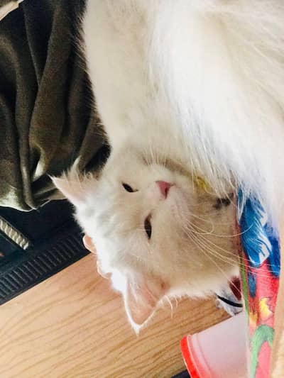 if you buy her you enjoy with her