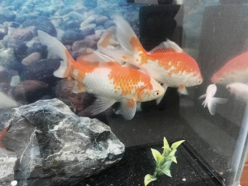 big size Shubunkin fish 1