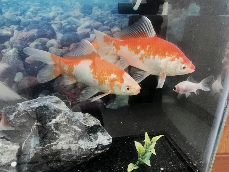 big size Shubunkin fish 2