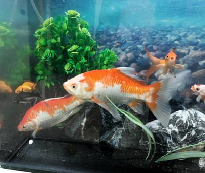 big size Shubunkin fish