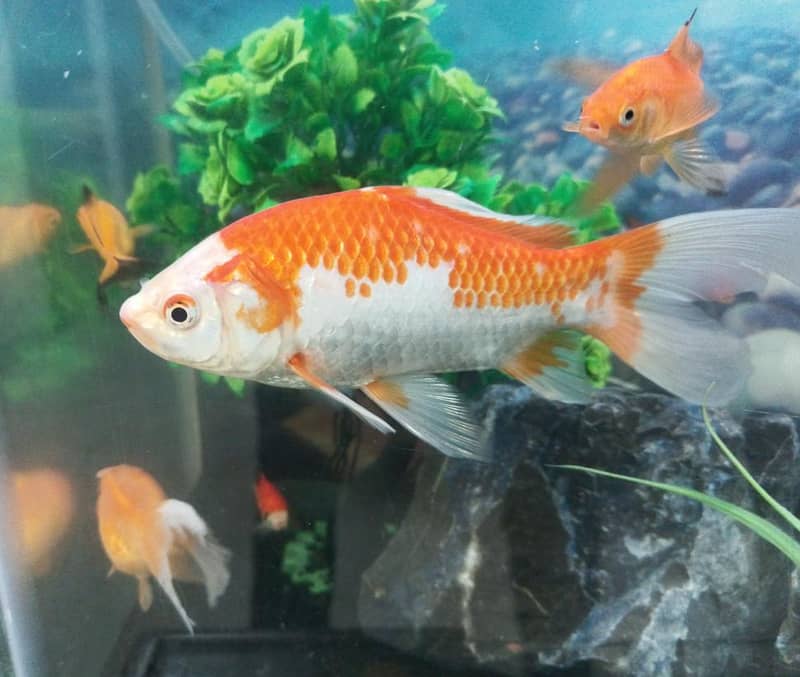 big size Shubunkin fish 3