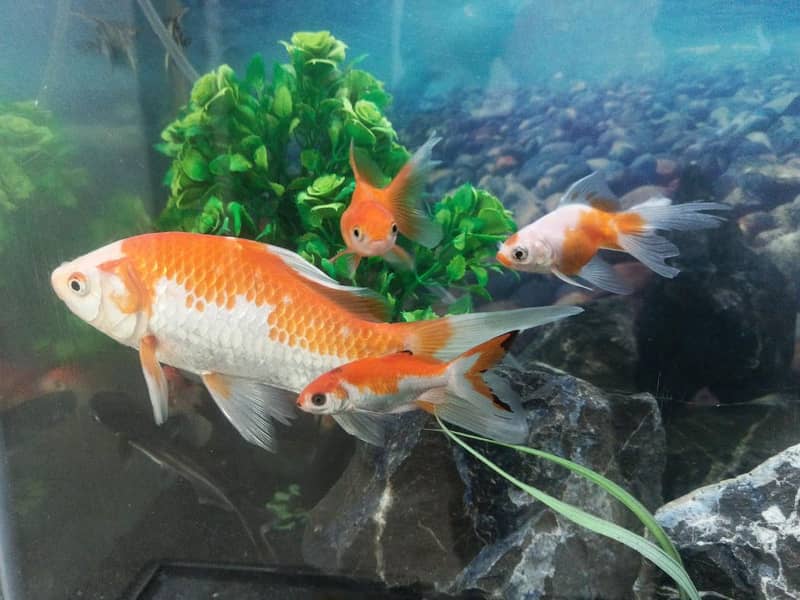 big size Shubunkin fish 4