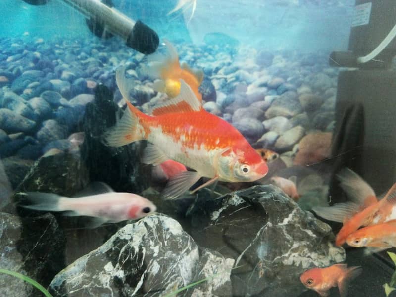 big size Shubunkin fish 5