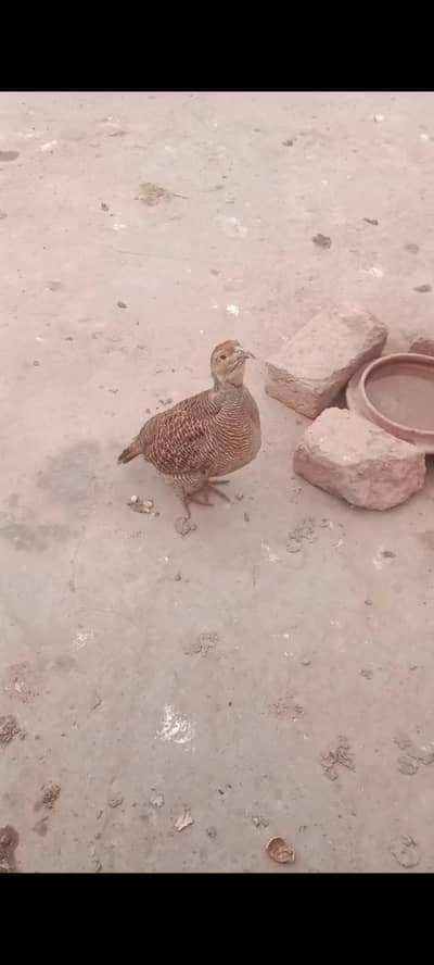 male tetar for sale jis Bhai nay lay na ho wo he rabta karay