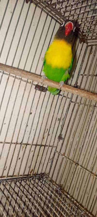 Black Musket Yellow Chest Holland Bloodline