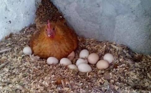 dasi eggs 
