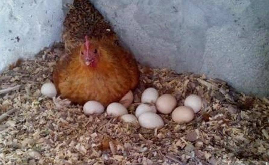 dasi eggs  0