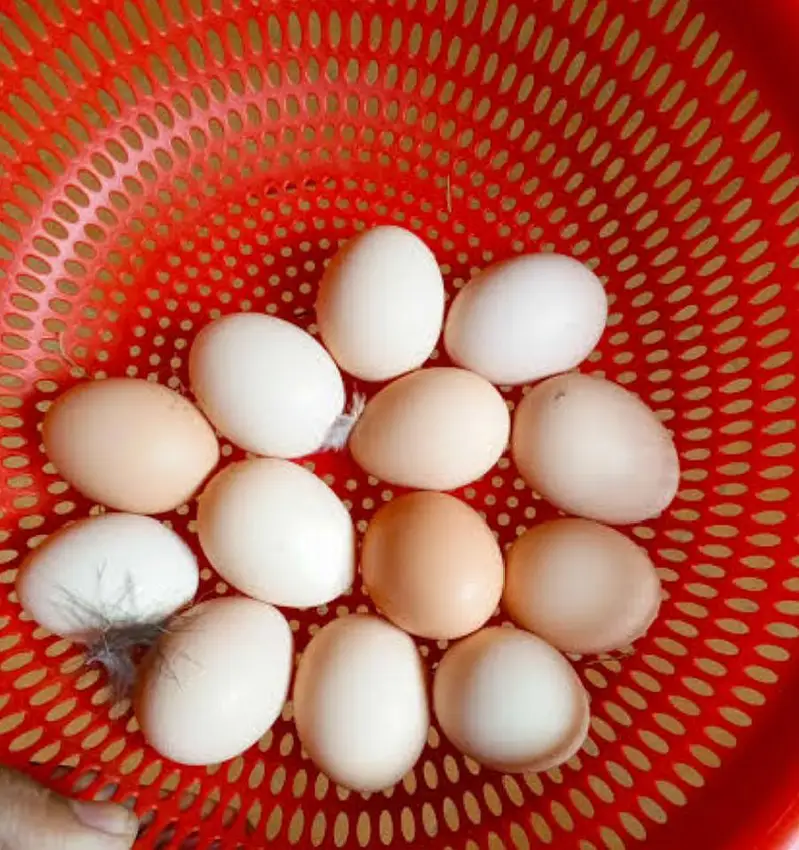 dasi eggs  — photo 4