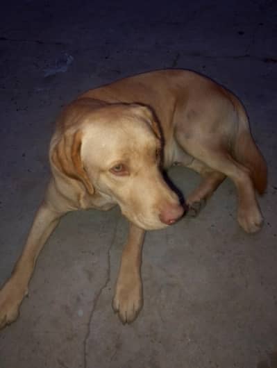 Male Labrador Dog for sale