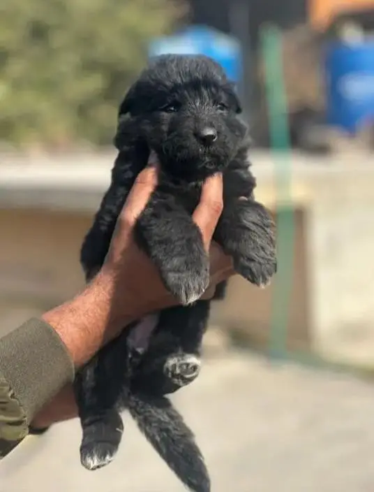 German Shepherd puppy | Long Coat puppies | Dog For Sale | GSD — photo 5