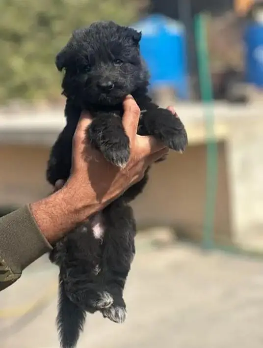 German Shepherd puppy | Long Coat puppies | Dog For Sale | GSD — photo 2