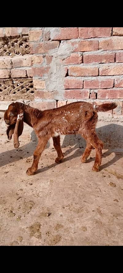 Makhi Cheena Male Baby Goat