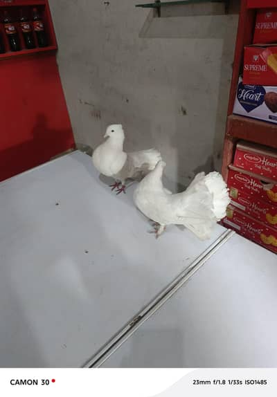 witch jora price 6000