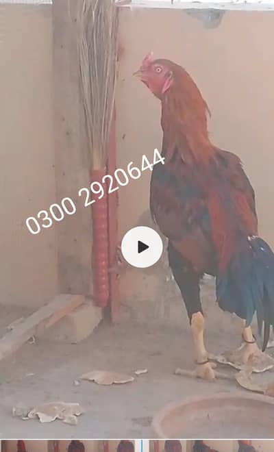 3600 live weight long height aseel