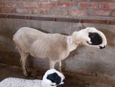 Mundre female D face long  height