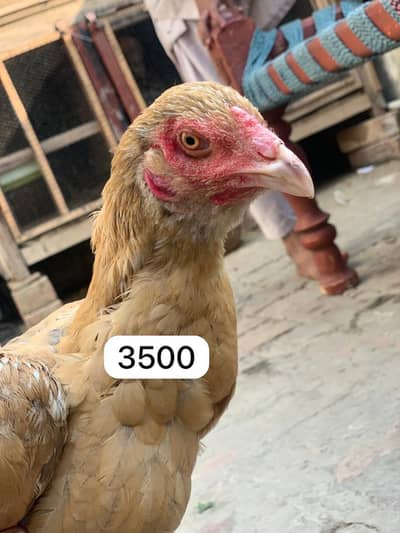 Aseel madi Pakistani kras