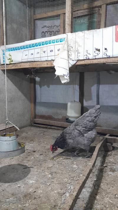 Black and blue heritage australorp's fresh n fertile eggs available