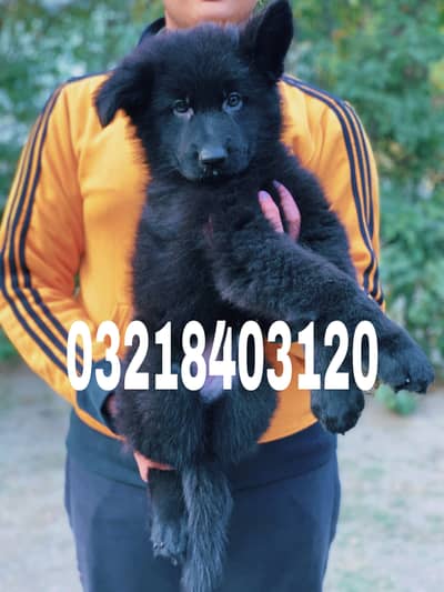 German shepherd Long Hair Black pink pedigree imported female puppy