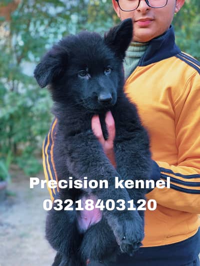 German shepherd Long Hair Black pink pedigree imported female puppy