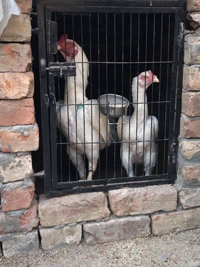 Mari murgi krok nhi ho rhi is lia sale kr rha ho murga ke crossed vide