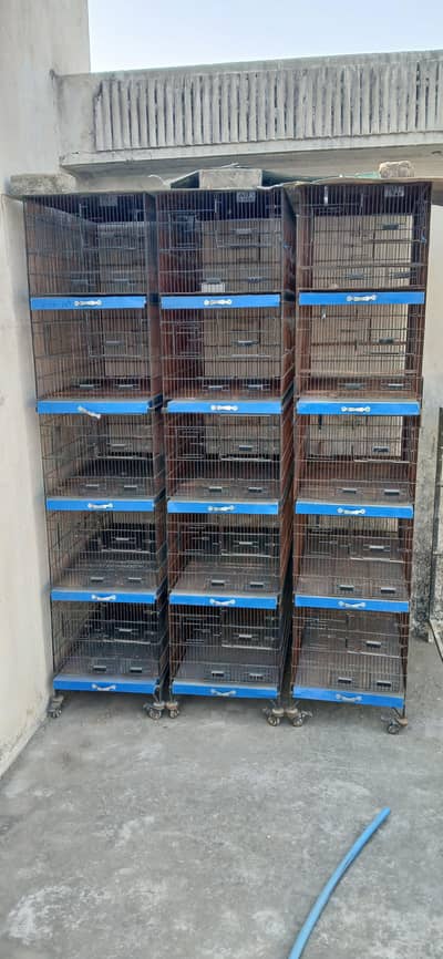 love birds chicks for sale