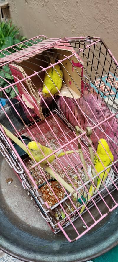 Austrian parrot 1 male 2 female  big parrots