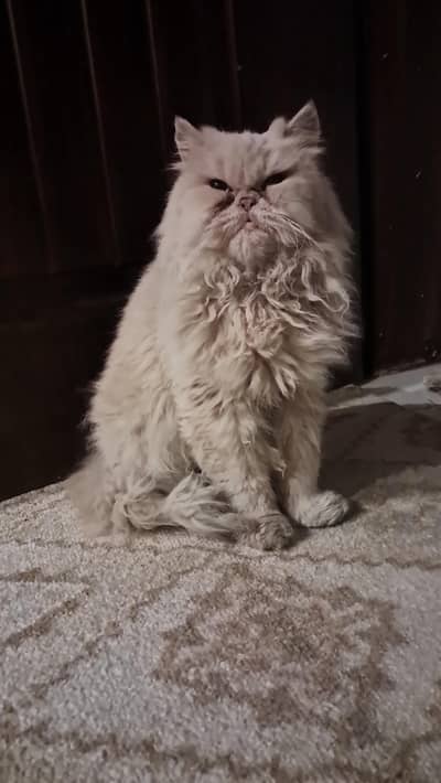 x punch face cat is For sale