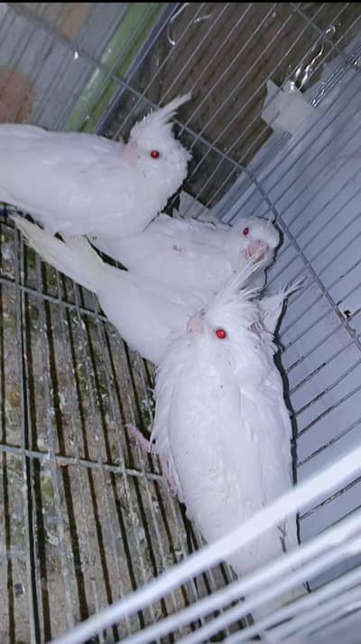 cocktail chicks for handtame