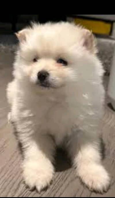 Pomeranian  And white German shepherd puppies import blood line