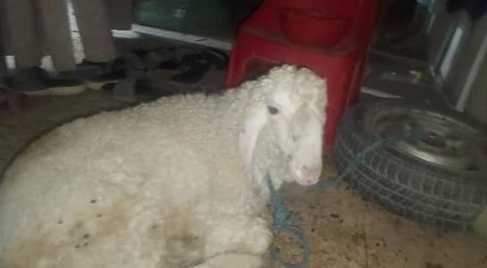 4 month ka dhumba ha patta kan he