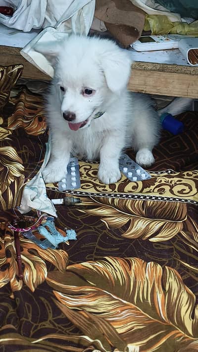 I am selling my little pupees 03133302016