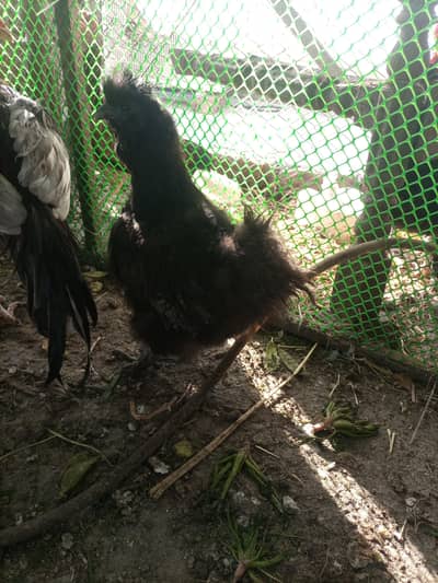 Heavy buff Astrolop  aseels silkie