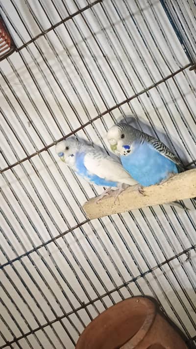 Australia pair and rice husk