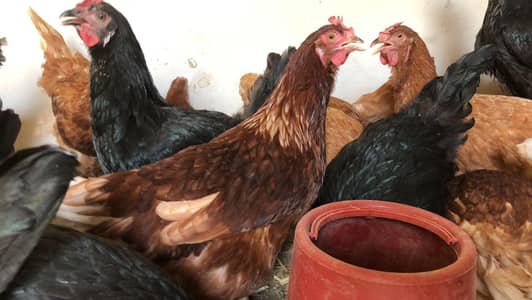 Lohman Brown / Black (Home hens) For Sell 90% + Production