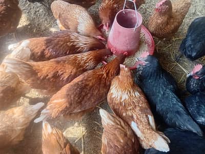 Lohman Brown / Black (Home hens) For Sell 90% + Production
