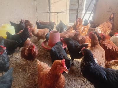 Lohman Brown / Black (Home hens) For Sell 90% + Production