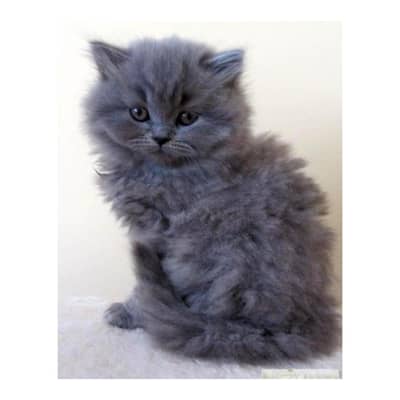Persian British punch face piki face kitten cat available