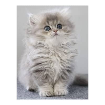 Persian British punch face piki face kitten cat available